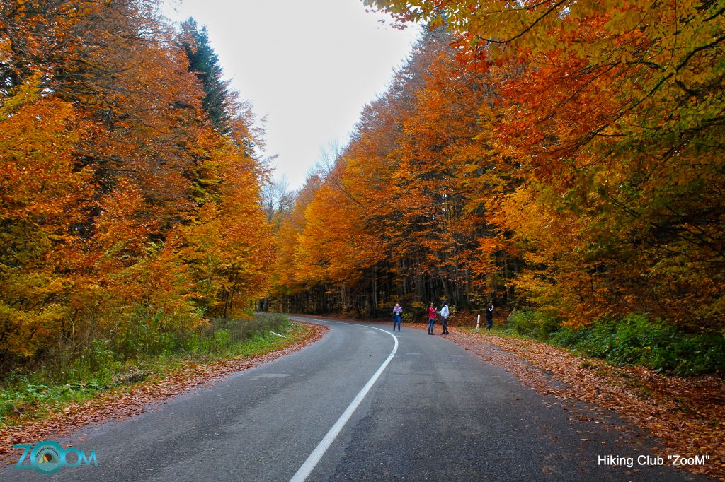 შემოდგომისფერი რაჭა ZooM-ში 