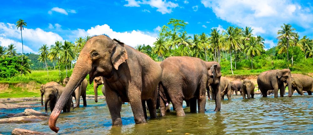 მთელი შრი ლანკა ტურში