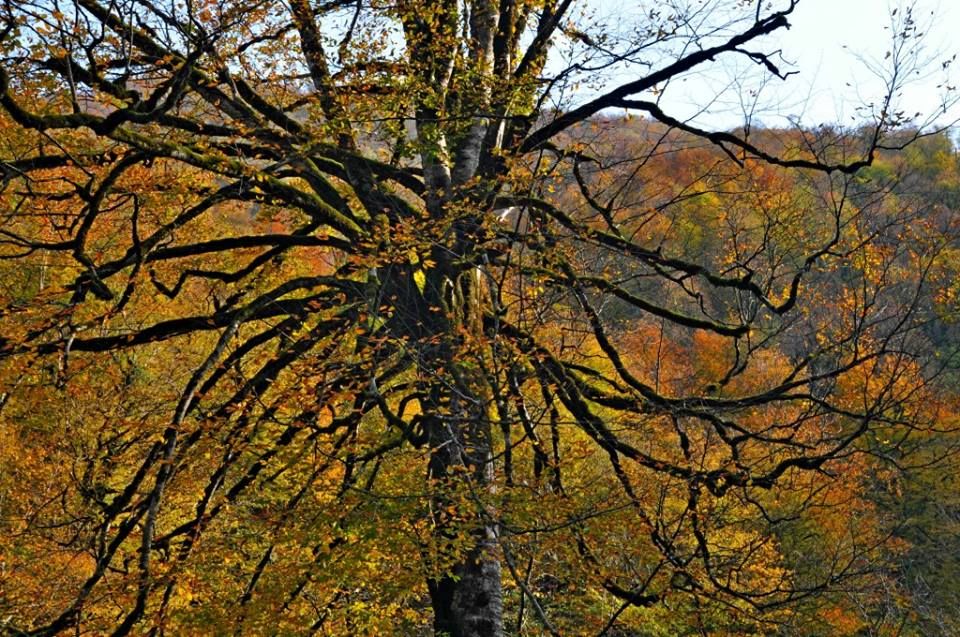 კაწარეთი - ღვთაება - ხაშმის ექსკლუზივ-პიკნიკ ტური