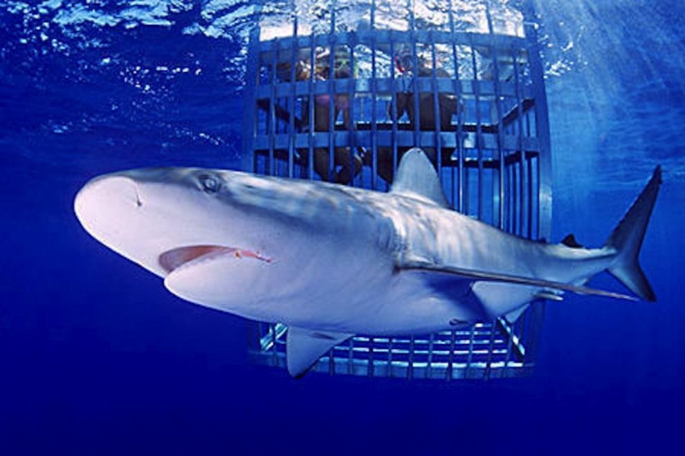 უკვე მექსიკაც გველის, აბა მძაფრი შეგრძნებების მოყვარულებო, მოგვყევით!