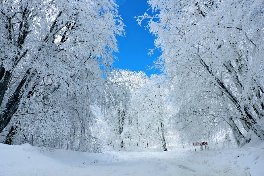 თოვლიანი საბადურის ტყე