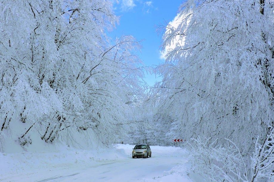 თოვლიანი საბადურის ტყე