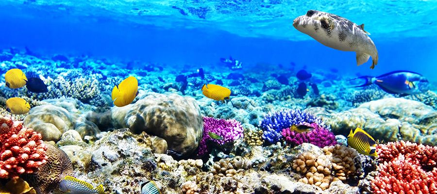 შარმ ელ შეიხი, ლ-დან