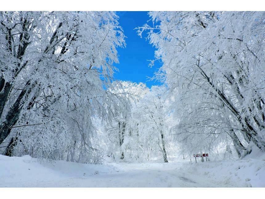 snowly sabaduri forest