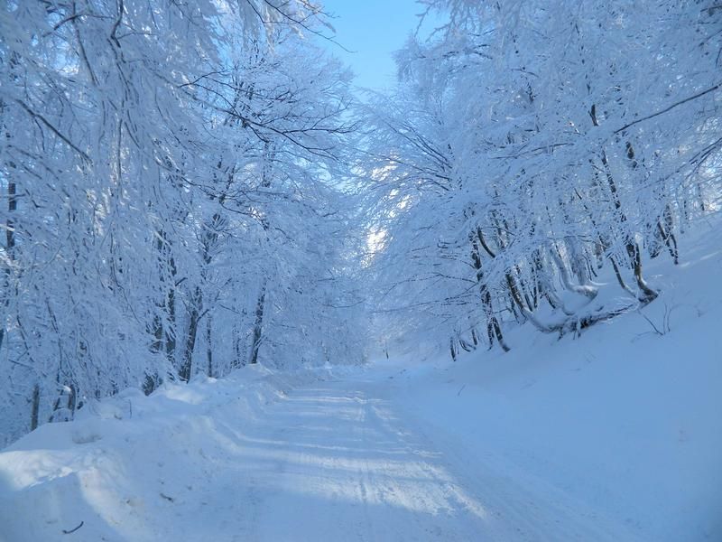 დეკემბერს საახალწლო აქცია ლარათ საბადურის ტყე