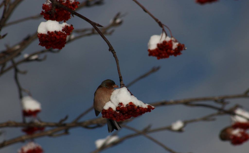 შობა ბაკურიანში - საღმოს რესტორანი დარჩა რმოენმე ადგილი