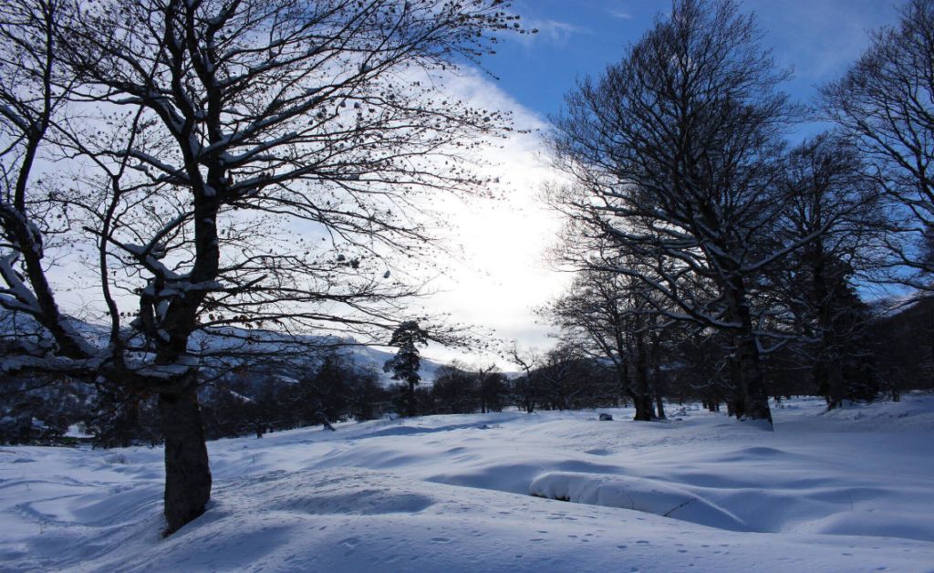 შობა ბაკურიანში - საღმოს რესტორანი დარჩა რმოენმე ადგილი