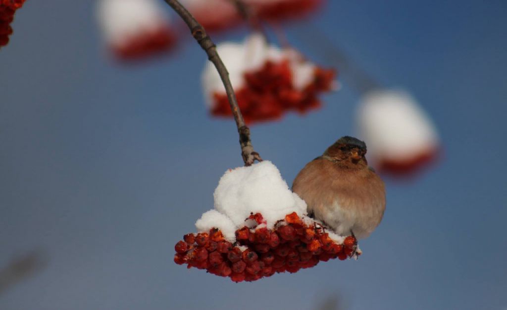 შობა ბაკურიანში - საღმოს რესტორანი დარჩა რმოენმე ადგილი