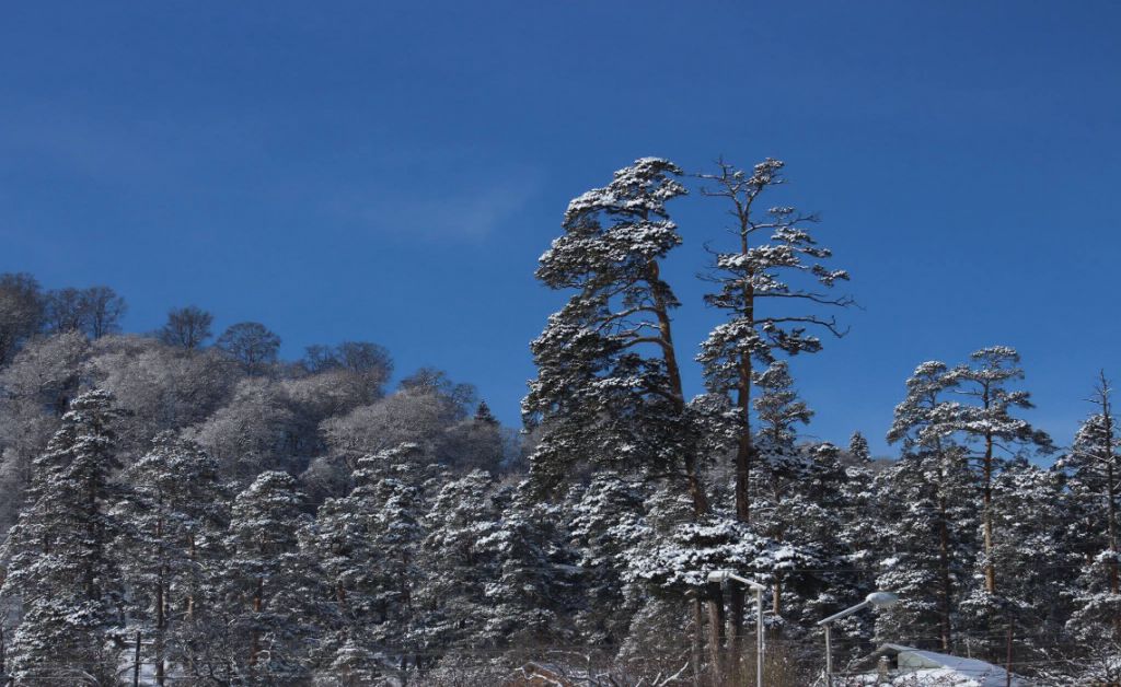 იანვარს შობა ბაკურიანში - მე- მიკროავტობუსში დარჩა რამოდენიმე ადგილი