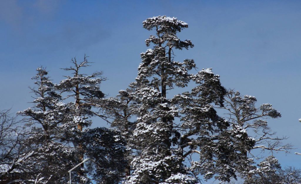 იანვარს შობა ბაკურიანში - მე- მიკროავტობუსში დარჩა რამოდენიმე ადგილი