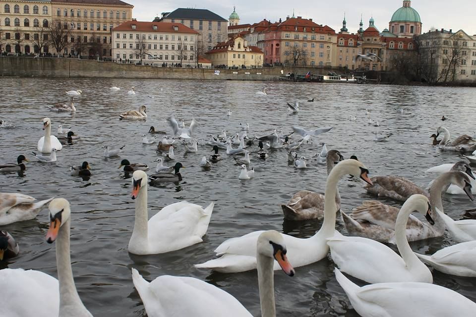 მოგზაურობა ევროპის ქვეყნებში