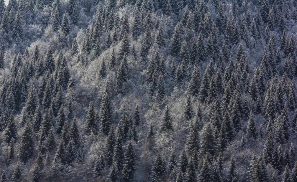 - იანვარი რაჭა - დარჩა მხოლოდ ადგილი იჩქარეთ