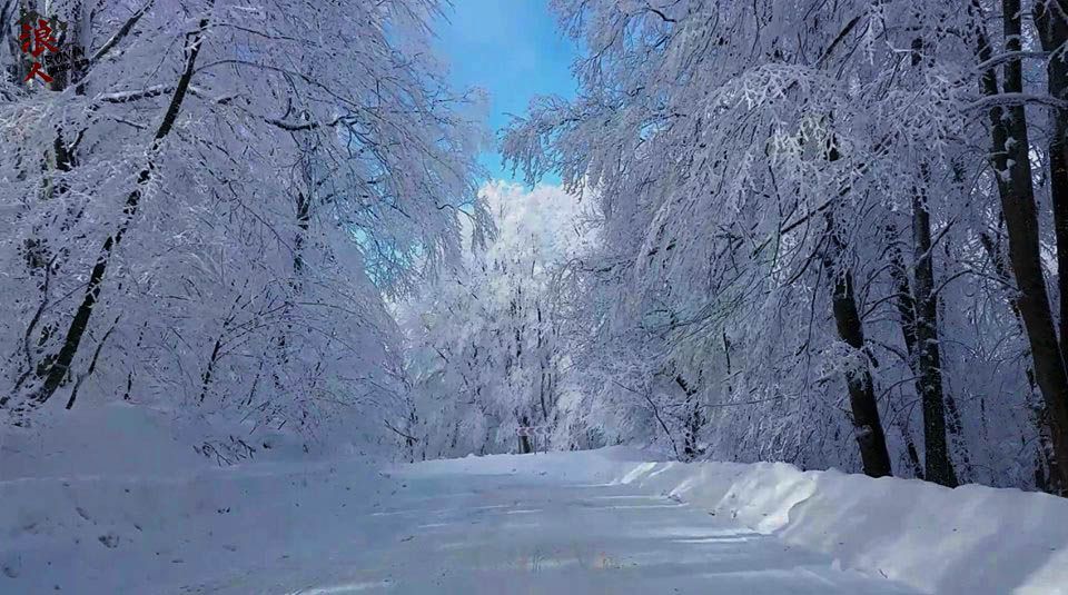 მოირონინე დათოვლილი საბადურის ტყე იანვარს