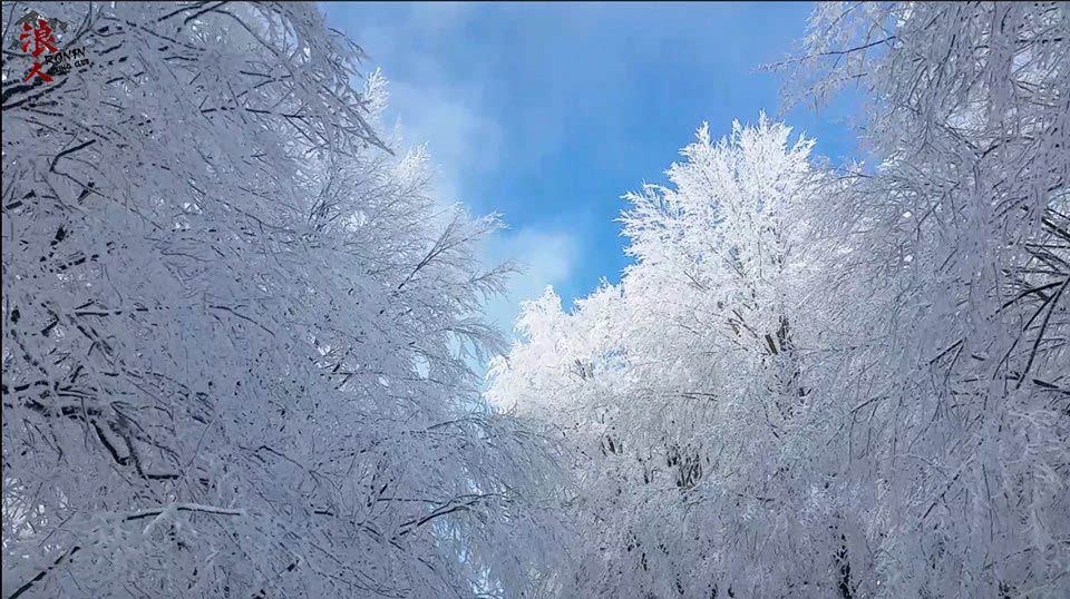 მოირონინე დათოვლილი საბადურის ტყე იანვარს