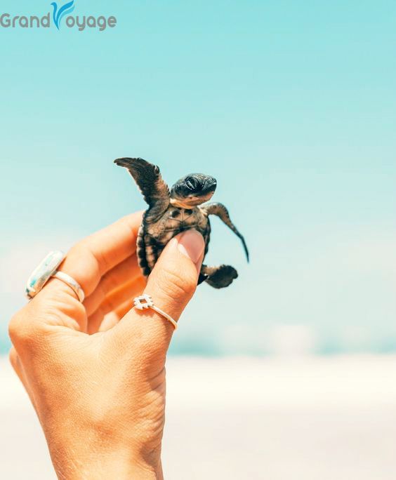 ტროპიკული კუნძული შრილანკა-ინდოეთის ოკეანეში