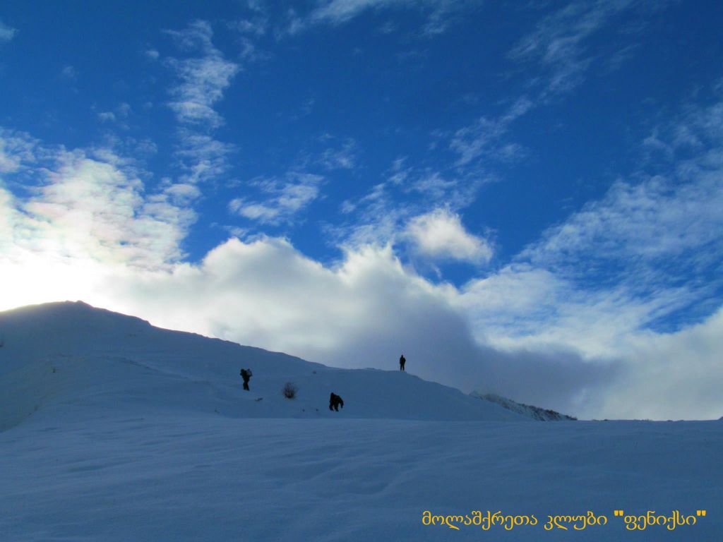 თოვლიანი ლომისა