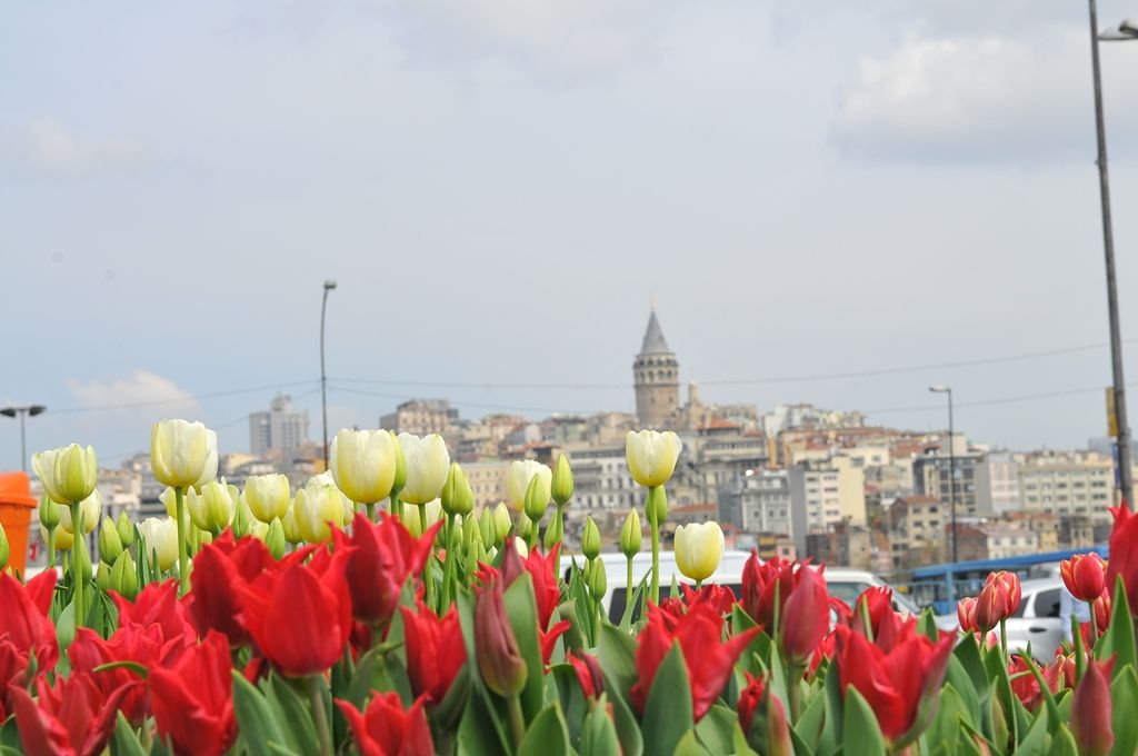 ტიტების ფესტივალი სტამბოლში- ❗❗❗