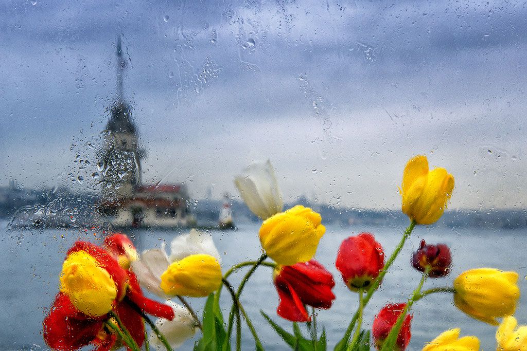 ტიტების ფესტივალი სტამბოლში- ❗❗❗