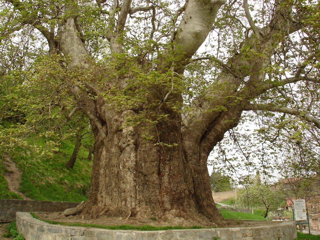 One-day tour in Kakheti