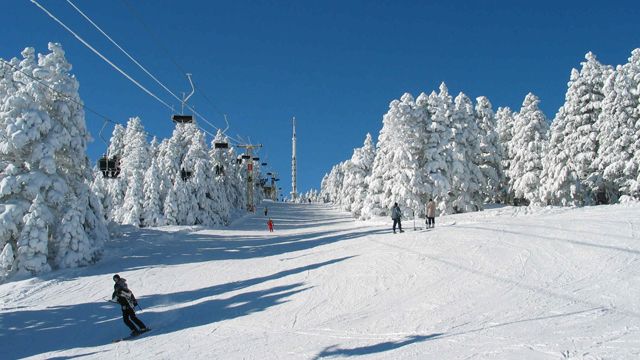 ordgiani turi bakurianshi larad