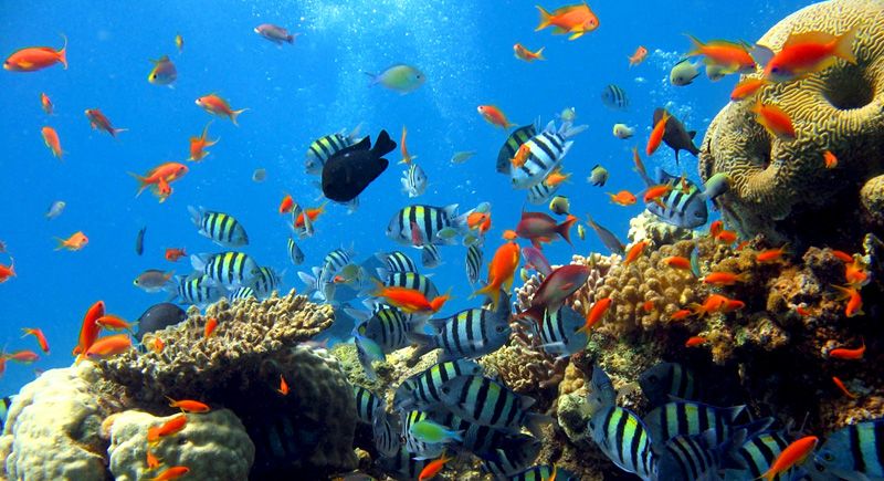 აქცია ! ! ! აქცია ! ! ! აქცია ! ! ! შარმ ელ შეიხი ყველაზე დაბალ ფასად!