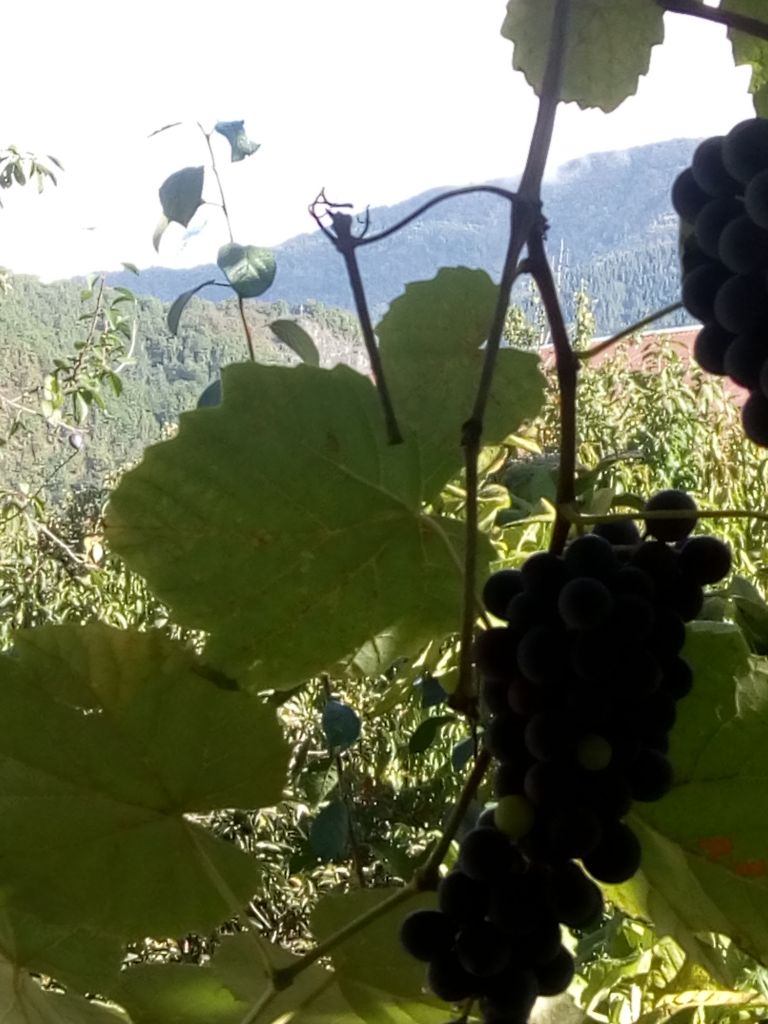 ეკო ერა გართობა