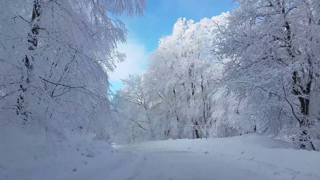 ულამაზესი თოვლიანი საბადურას ტყე 