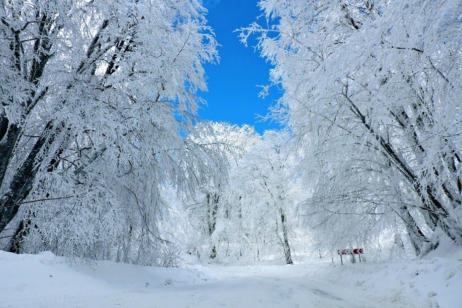 თოვლიანი საბადურის ტყე - 18 თებერვალს ZooM
