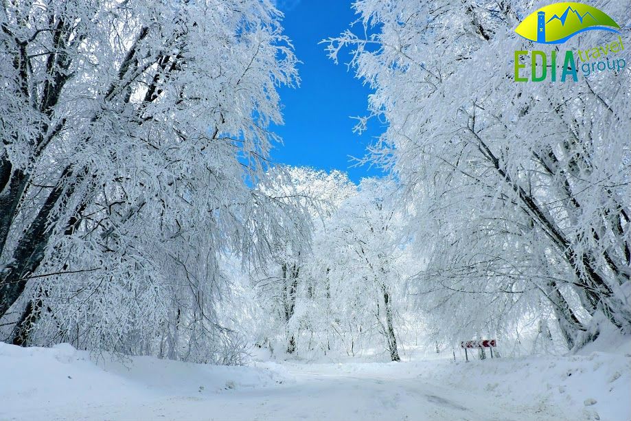 გთავაზობთ ერთ დღინ ტურს საბადურის ტყეში (კვირას თებერვალს)