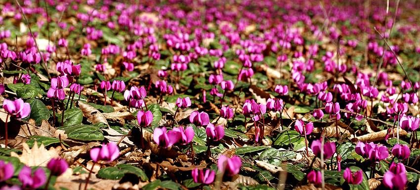 შევხვდეთ გაზაფხულს