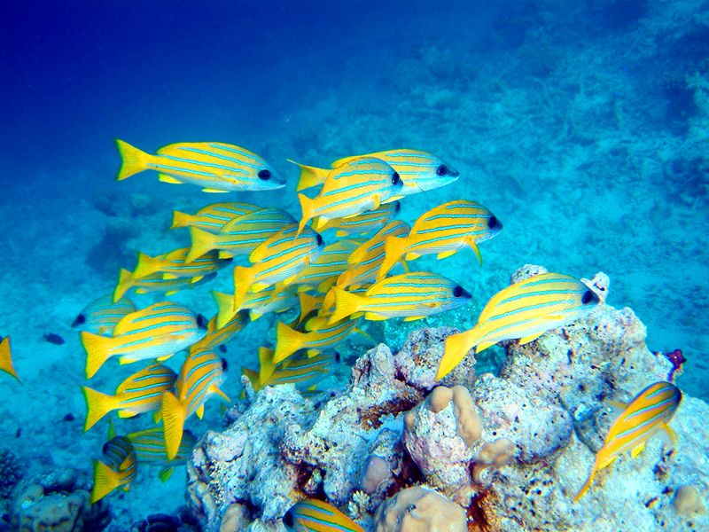 დიდი ფასდაკლება ! ! !    ეგვიპტე    შარმ ელ შეიხი