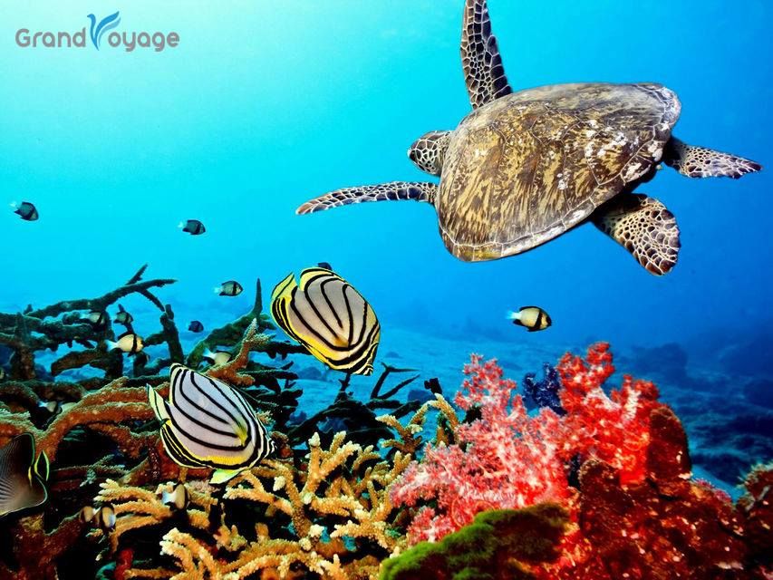 შარმ - ელ - შეიხი