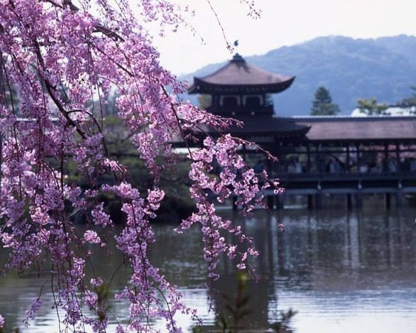 ექსკლუზიური ერთკვირიანი "საკურა" ტური იაპონიაში