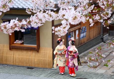 ექსკლუზიური ერთკვირიანი "საკურა" ტური იაპონიაში