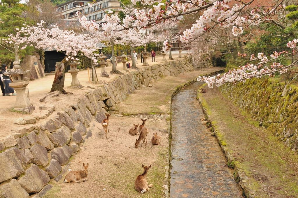 ექსკლუზიური ერთკვირიანი "საკურა" ტური იაპონიაში