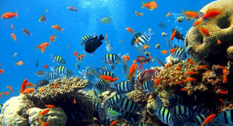 საუკეთესო შეთავაზება! შარმ ელ შეიხი *, * და * სასტუმრო მხოლოდ