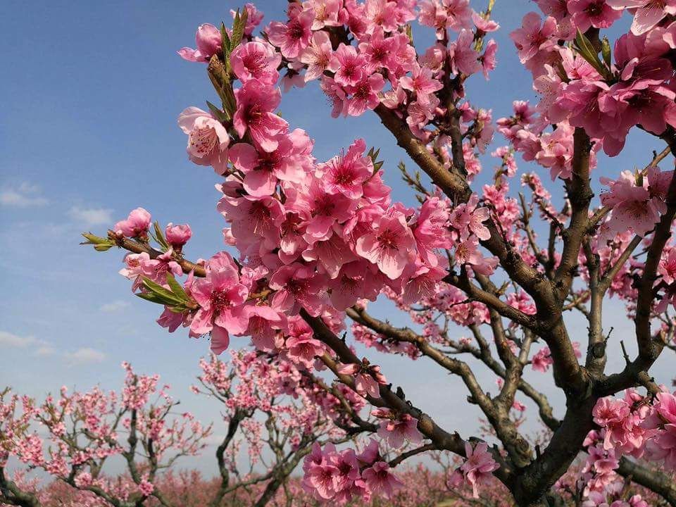 უფერადესი დღე < <