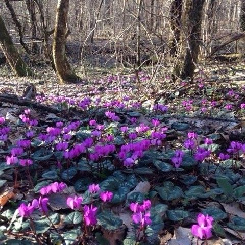   თბილისი - დავით - გარეჯი -- დავითის ლავრა - თბილისი