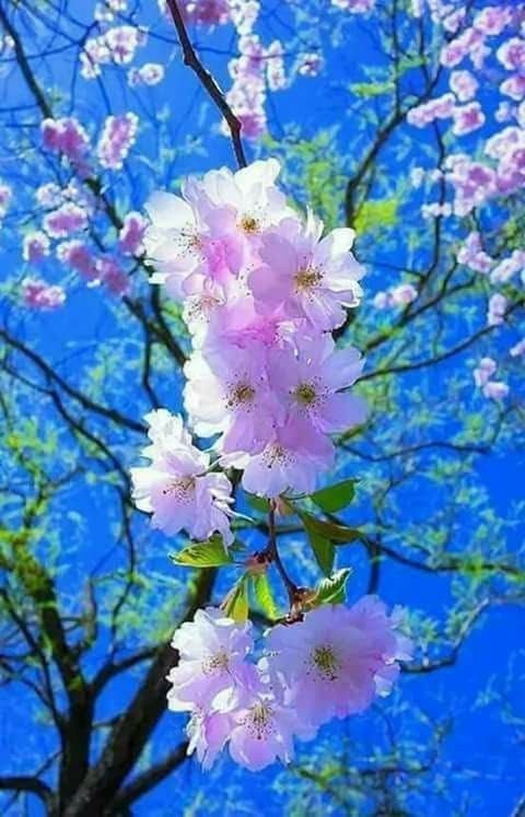   თბილისი - დავით - გარეჯი -- დავითის ლავრა - თბილისი