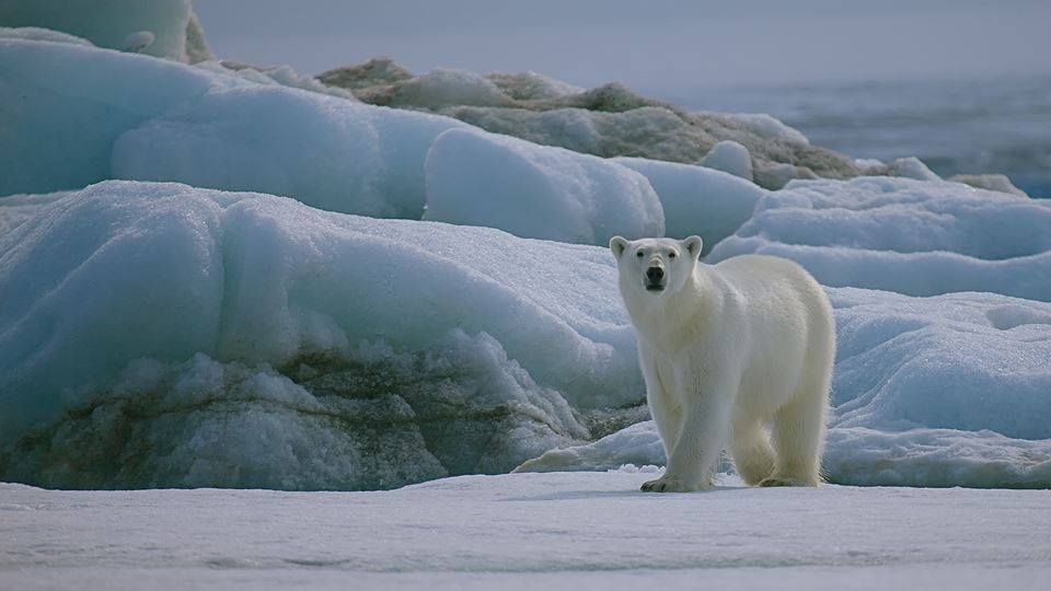 შპიცბერგენი