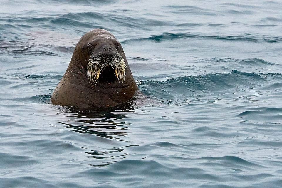 შპიცბერგენი