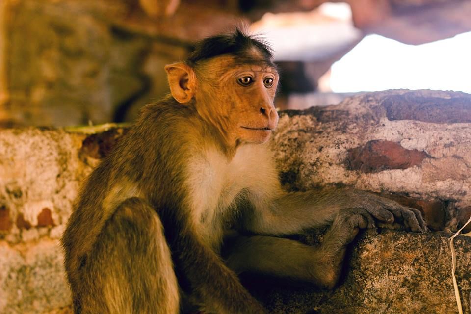 ინდოეთი დოლარად !!