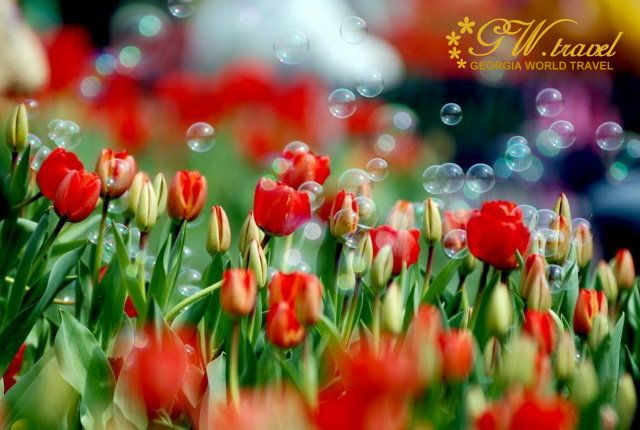 ტიტების ფესტივალი ბაქოში