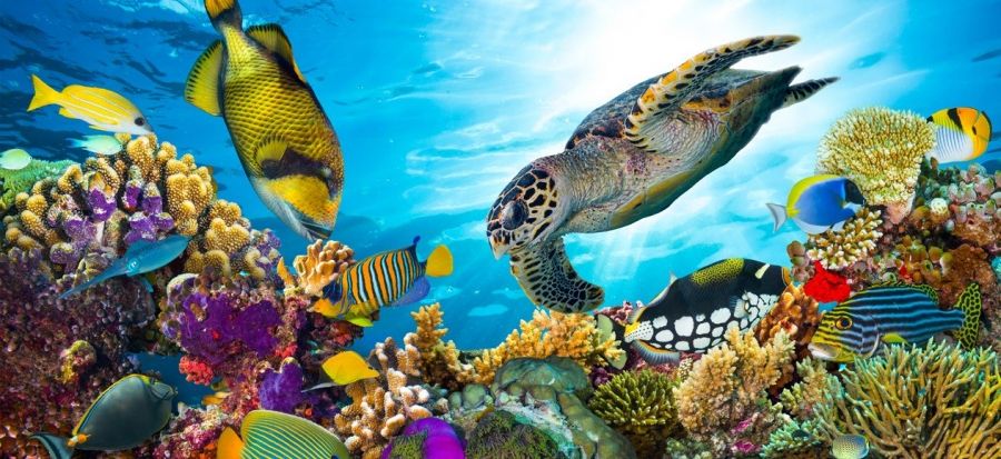 საუკეთესო შეთავაზება შარმ ელ შეიხისა და ჰურგადის მიმართულებით , და ვარსკვლავიან სასტუმროებში