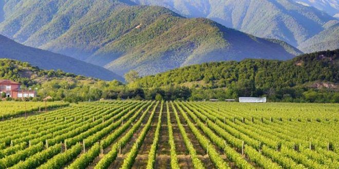 VIP Tour in Kakheti for - persons!