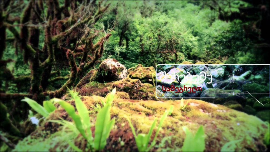 ტობავარჩხილი