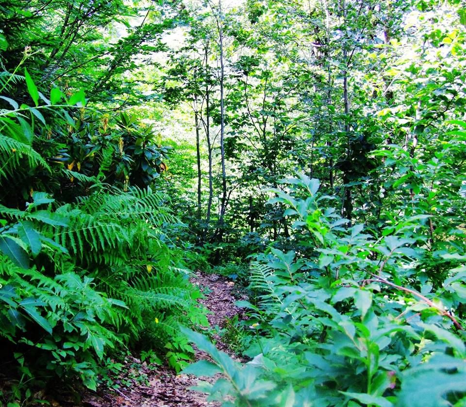 ტობავარჩხილი