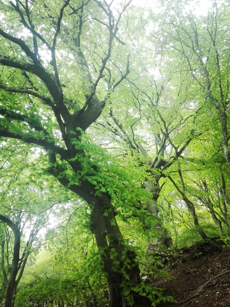 ექსკურსიები სკოლებისთვის ნებისმიერი მიმართულებით