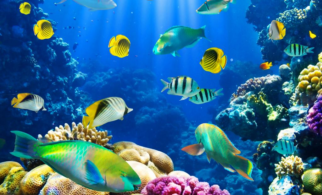 შოკ ფასები ეგვიპტეს მიმართულებით!