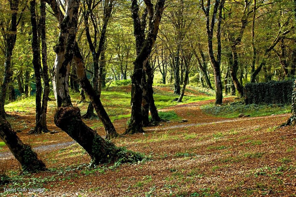 ღვინის ტური კახეთში